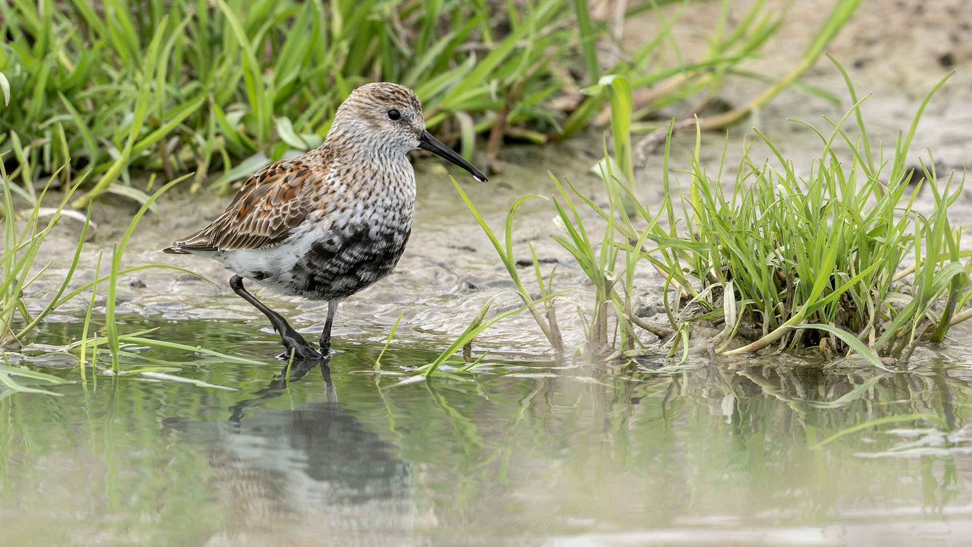 Dunlin